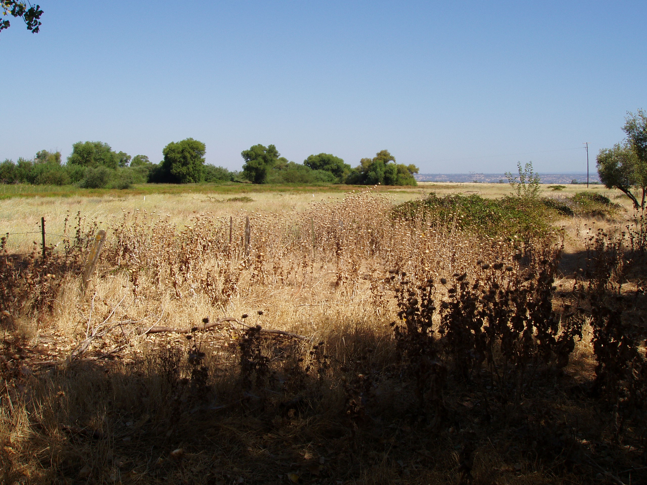 a field of grass 